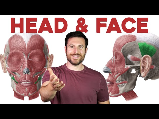How to Remember Every Muscle in the Head and Face | Corporis