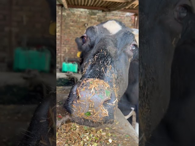 Mere Gaon ki Cow🥰 #shorts #shortvideo #shortsfeed