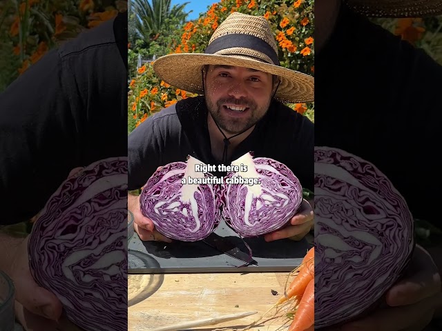 Homegrown Cabbage Salad #recipe