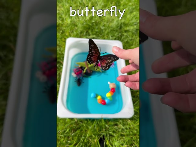 Learn bugs names for babies, toddlers, preschoolers, kids