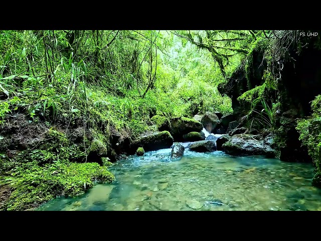 Morning Birdsong with Gentle Woodland Stream, Beautiful Nature Sounds for Inner Calm