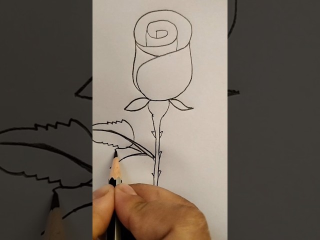 how to Drow a Rose 🌹 drawing #golab full drawing# Rose flowers 🌹 technique #shorts