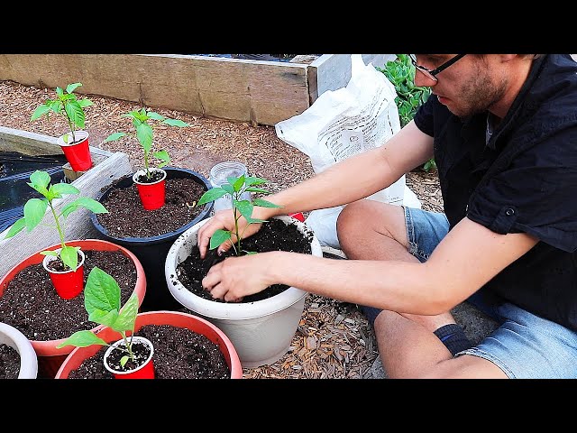 How to Plant a Container Vegetable Garden