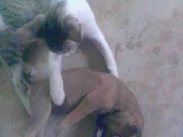 wwe raw cat Vs dog