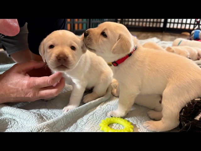 9 Hungry Puppies Stampede for Breakfast. Adorable 1-month-old Labrador Puppies #cutepuppy #labrador