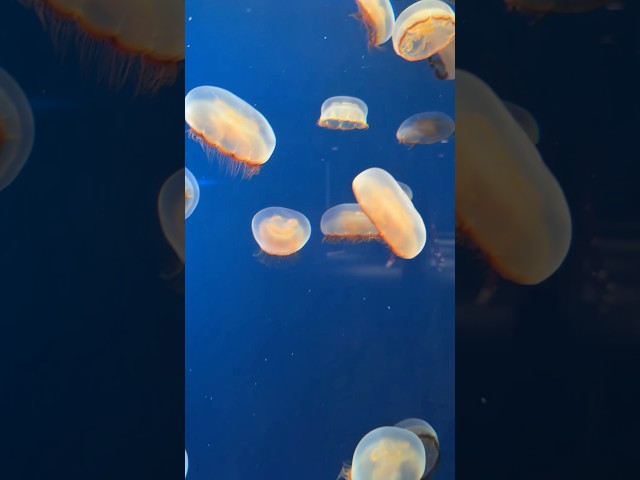 Jellyfish spotting! #shorts #short