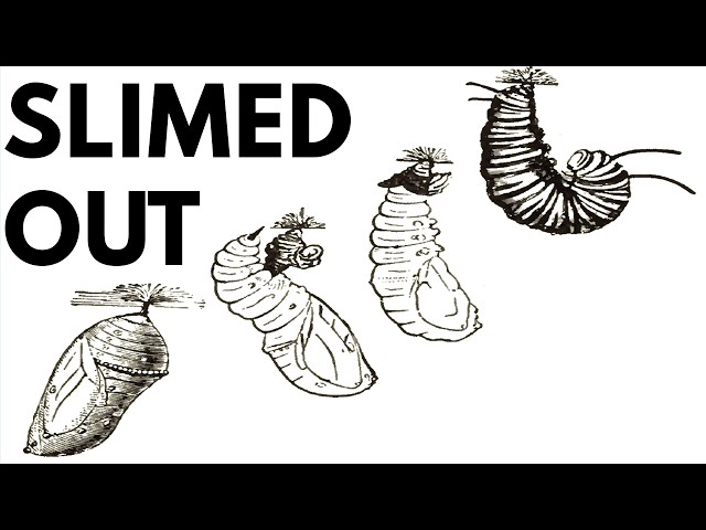 Do Caterpillars Turn Into Goop? - Bug Myths