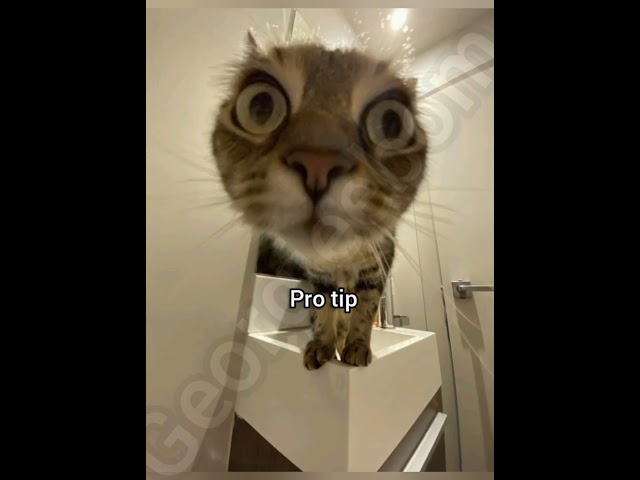 Breathing tutorial #georgieebom #cat #funny #fyp #memes