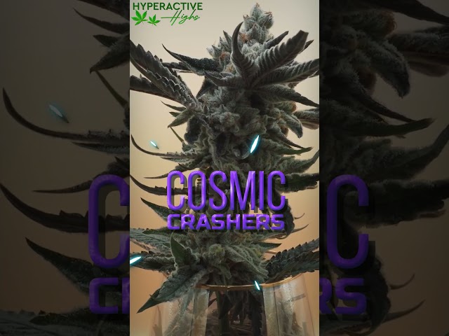 Cosmic Crashers & Persian Pie Seed to Harvest Preview [Atlas Seed & Green House Seeds] #shorts