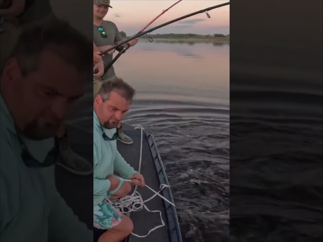 HUGE ALLIGATOR CAPTURED! 1/20 #viral #short #youtubeshorts #shorts #viralvideo #youtube #shortvideo