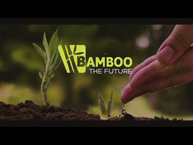 Bamboo The Future Promo Virsion