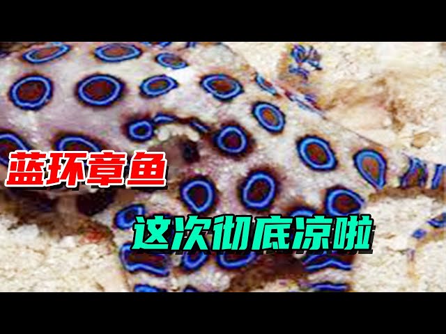 The blue-ringed octopus, which had accompanied us for many days, finally disappeared completely
