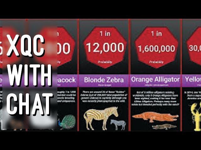 xQc reacts to Rarest Animal Probability Comparison (with chat)