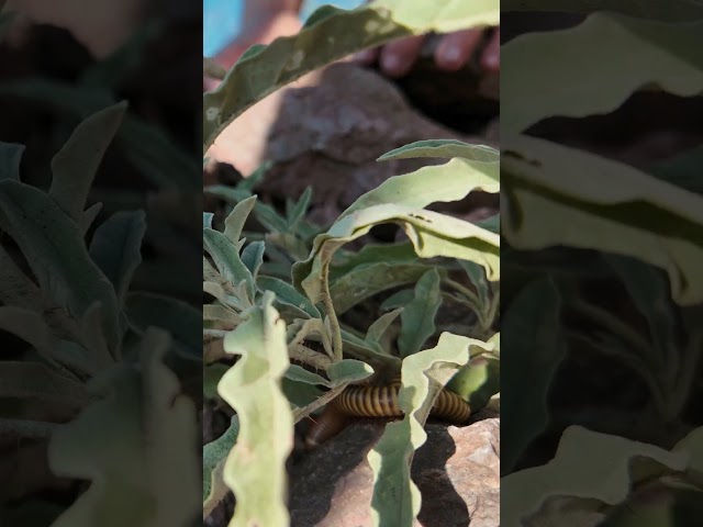 The 5 Native Plants Hiding in Texas’ Davis Mountains