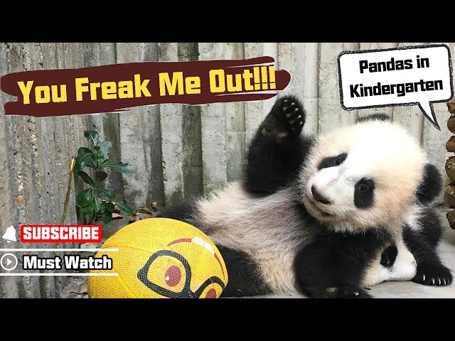Hilarious! See How Easily Can Pandas Be Freaked Out! | iPanda