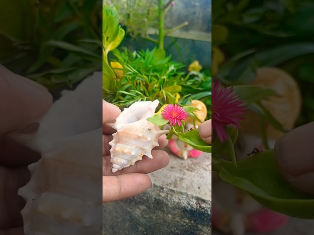 एक छोटू सा सीशेल #youtubeshorts #viral #trending #shortsfeed #garden #motivation #shorts##viralvideo