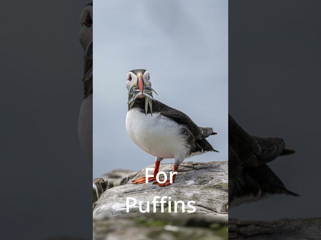 Hunting For Puffins Short #wildlifephotography #puffins #seabirdphotography