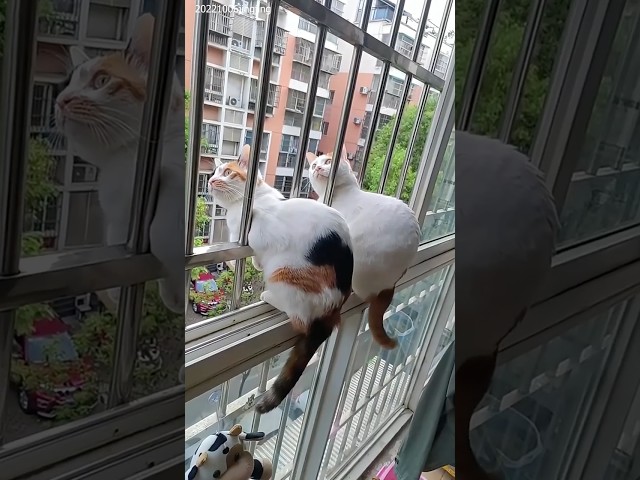 Cats have the best sync! 💀 #shorts #cat #funny