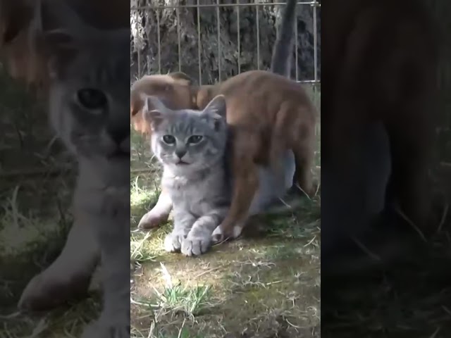 Pit Bull Puppy Plays with Kitten