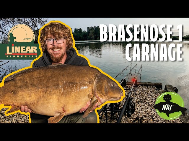 BRASENOSE 1 WENT OFF! 🔥 Carp Fishing Carnage at Linear Fisheries