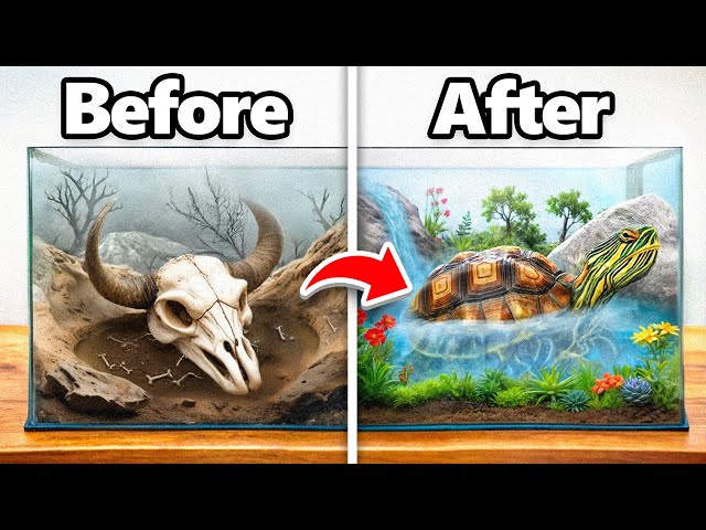 I Transformed an Abandoned Turtle’s Home