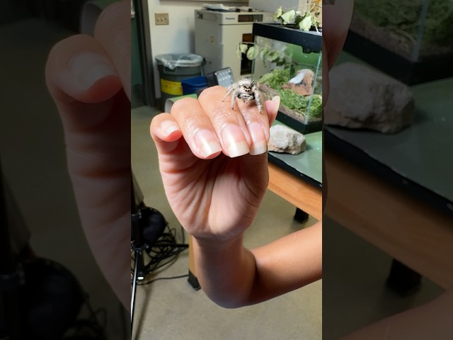 Just Say No to Arachnophobia | #DeepLook #Shorts