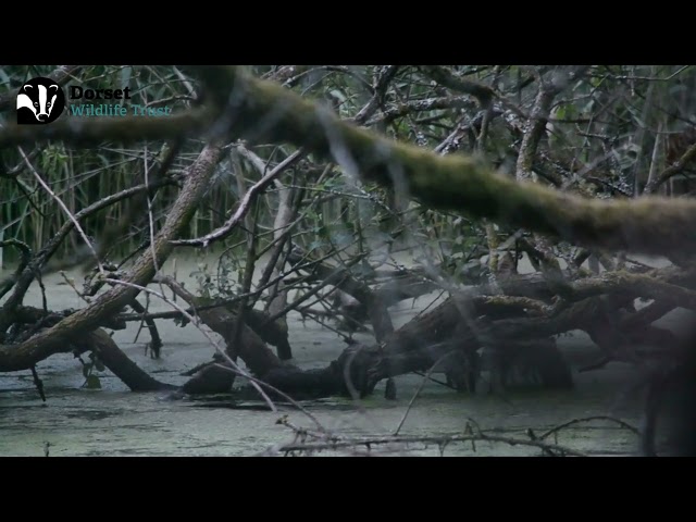 Dorset Beaver project 2 kits with mother 20 July 2022