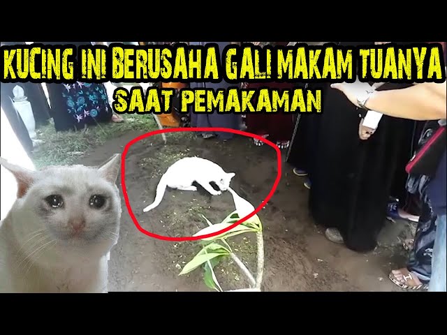 kucing berusaha gali makam tuanya saat pemakaman