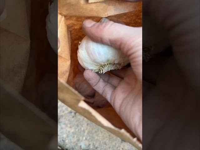 My Tips For Planting Garlic! #growyourown #garlic