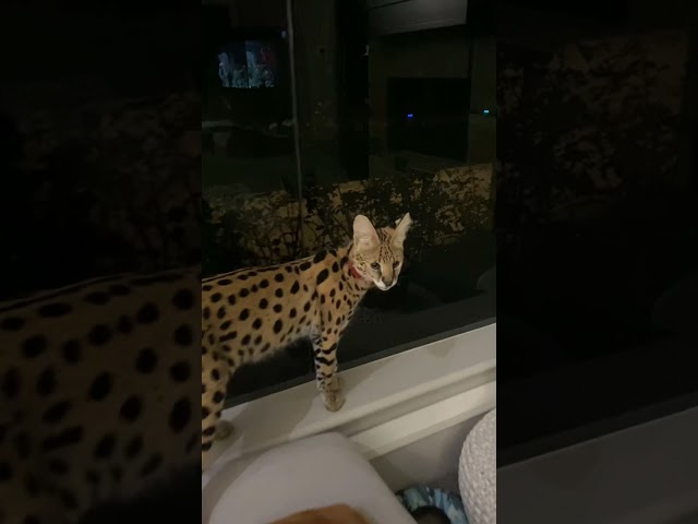 Big Exotic Savannah Cat Jump Over Couch #shorts