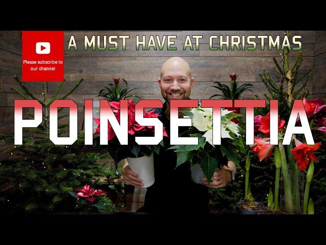 The Poinsettia Your Essential Christmas Flower Guide ❄️🪴🎄
