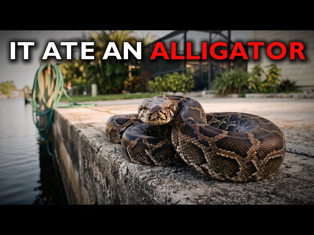 7 Predators Hiding in Florida That Grow Far Bigger Than They Should