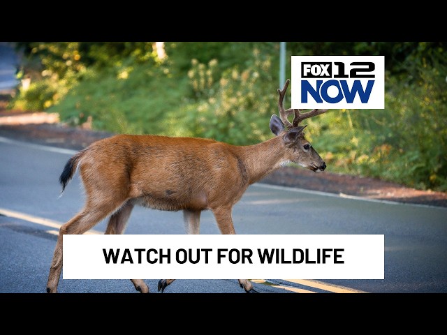 Watching out for Oregon Wildlife