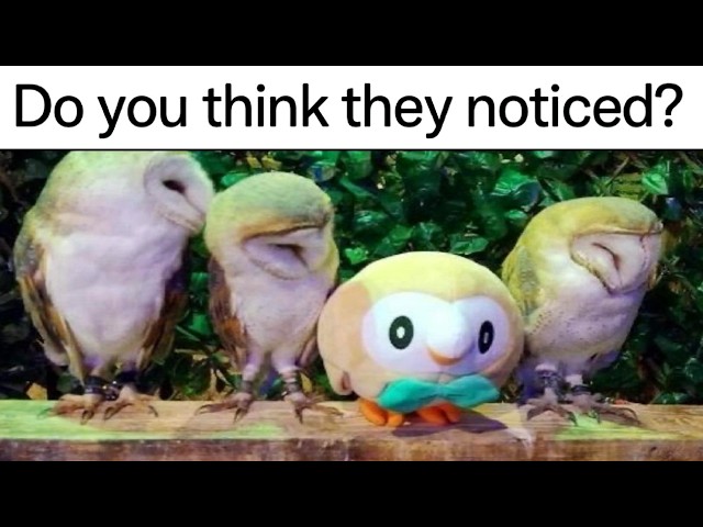 Pokemon Memes