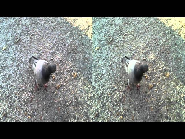 Feeding doves in the park 3D