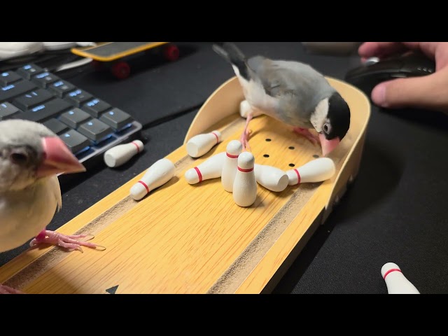 Java finch teaching its sibling how to play (Day 89)