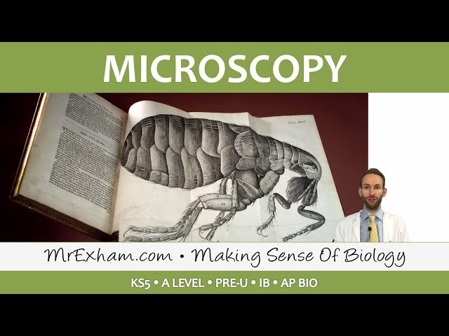 Eukaryotic Cell Structure - Microscopy - Post 16 Biology (A Level, Pre-U, IB, AP Bio)