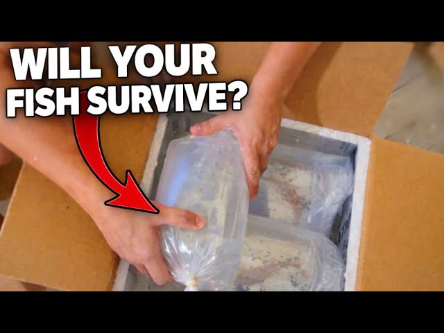 Buying Fish Online? How We Ship LIVE Fish Safely (Full Shipping Process)