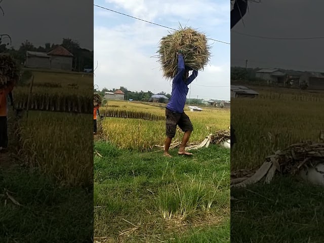 #panenpadi