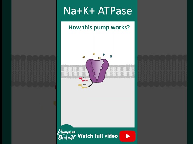 How Na+ K+ ATPase works? Sodium potassium ion exchange pump explained in 1 minute