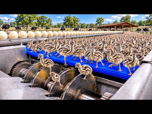 Inside a Massive Ostrich Egg Factory | How Giant Eggs Become Luxury Artworks | Full Factory Process