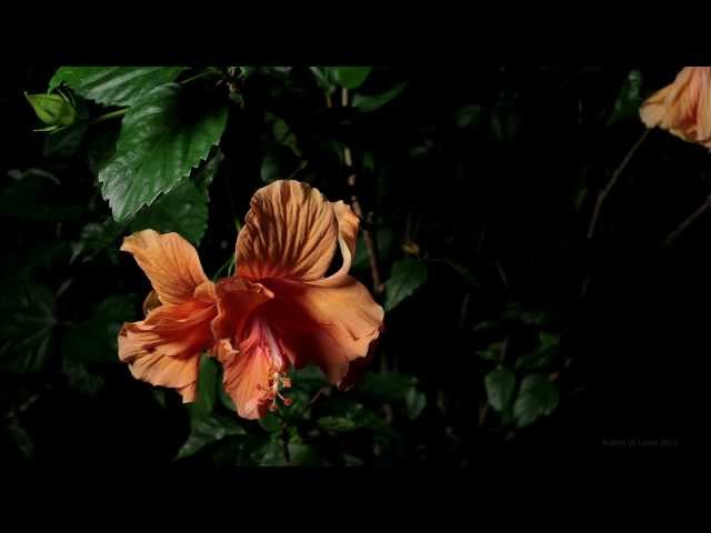 Time Lapse of Hibiscus Flowers Blooming (4K UHD)