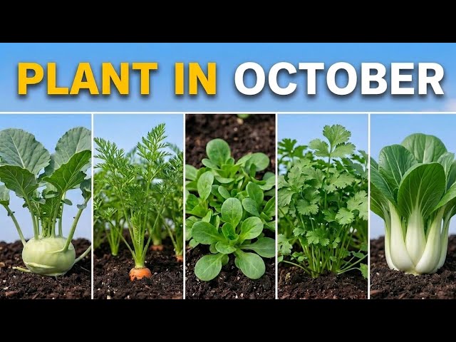 20 Vegetables You Should Plant in October ASAP