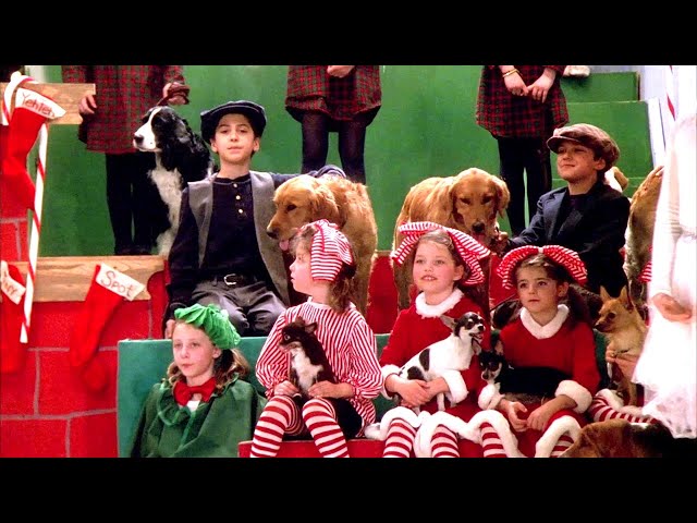 Saving the Orphan Dogs - A Heartwarming Christmas Miracle