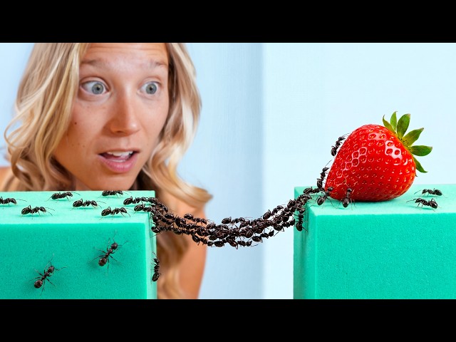 1,000 Ants vs. Ninja Warrior Course