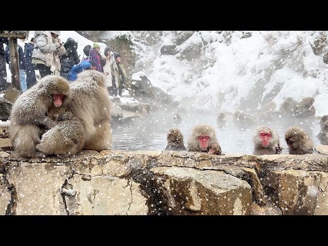 Snow Monkey Park in Japan! A hot spring shared with wild monkeys🐒☃️