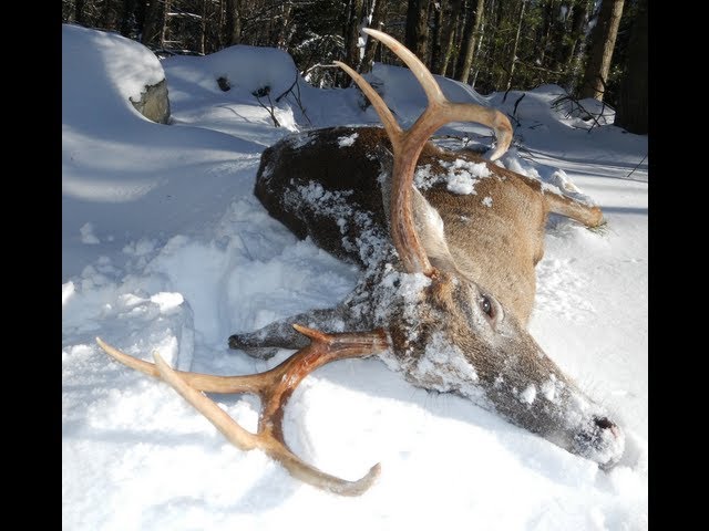 Big Woods Hunting MA Buck Snow Tracking