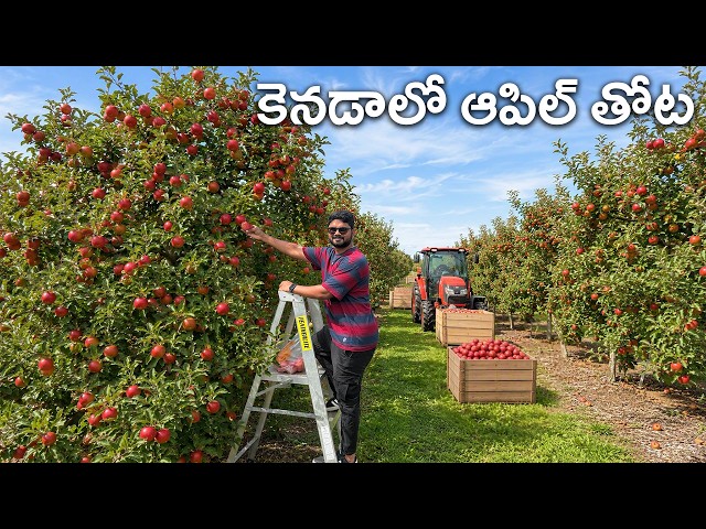 Welcome to World's largest apple orchard, spanning 50,000 hectares, in Canada