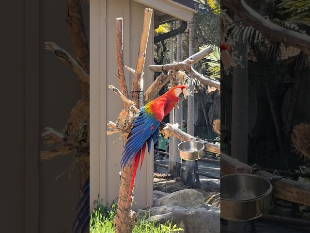 Colorful Macaw birds #shortvideo #shorts #short