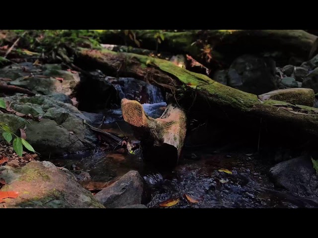 Relaxing Music, Sleep Music, Water Sounds, Meditation Music, Healing Piano for Mindful Rest